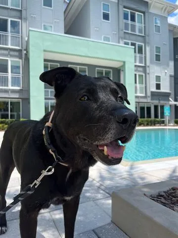 Tyson