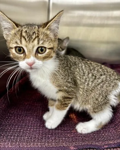 A baby small-sized male Domestic Medium Hair cat named Finch for adoption in Westland, MI