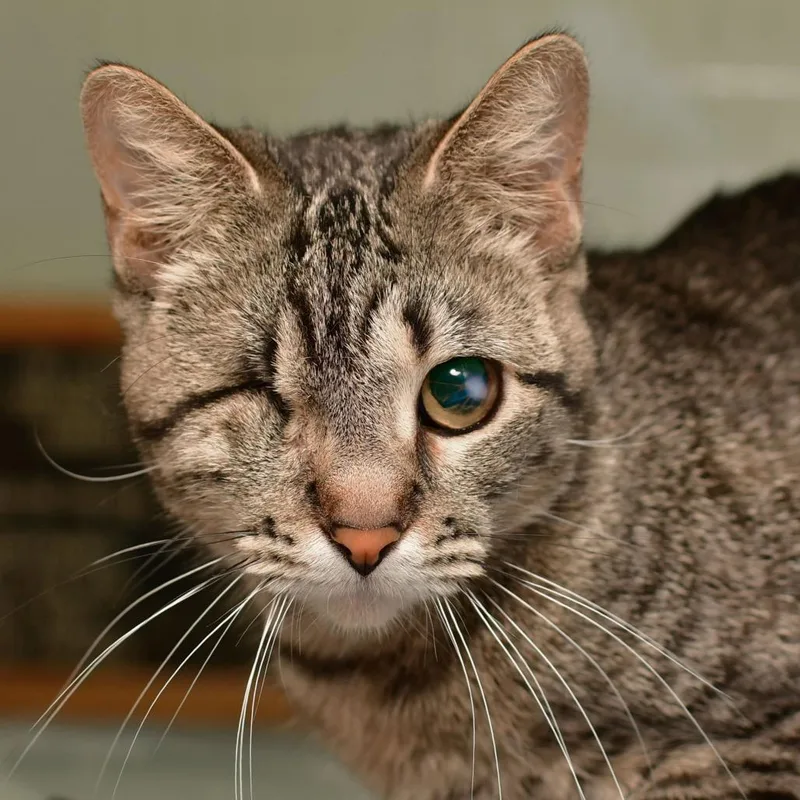 An adult medium-sized female Brown / Chocolate Domestic Short Hair cat named Biscuit for adoption in Ottawa, KS