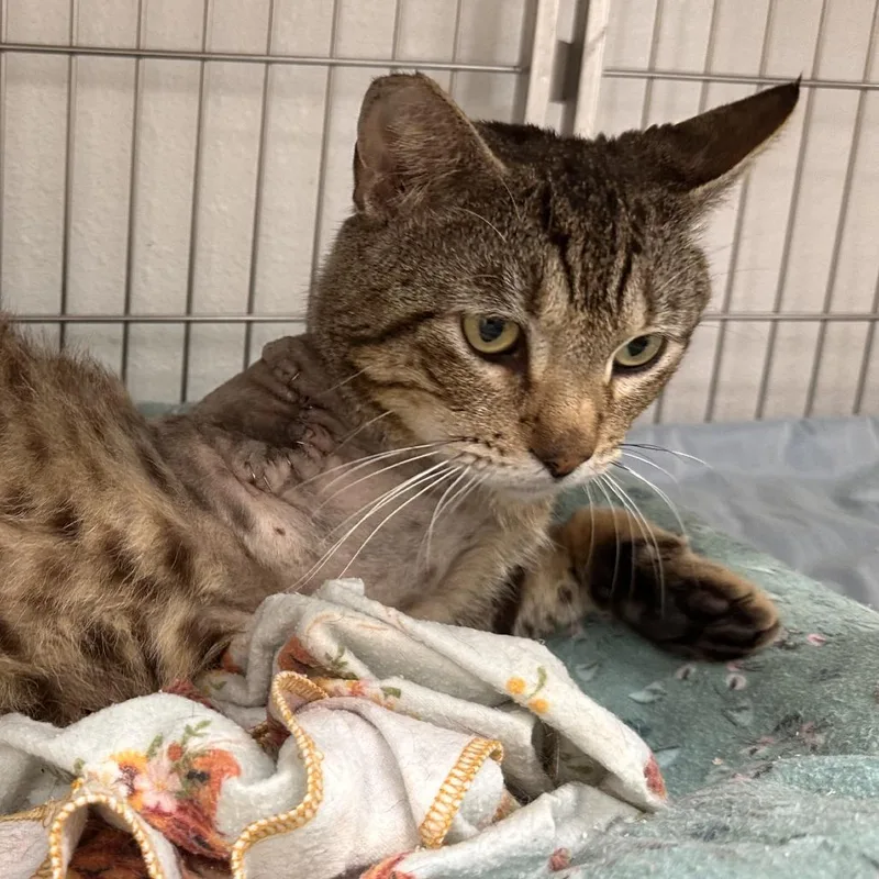 An adult large-sized male Brown / Chocolate Domestic Short Hair cat named Freckles for adoption in Folsom, LA