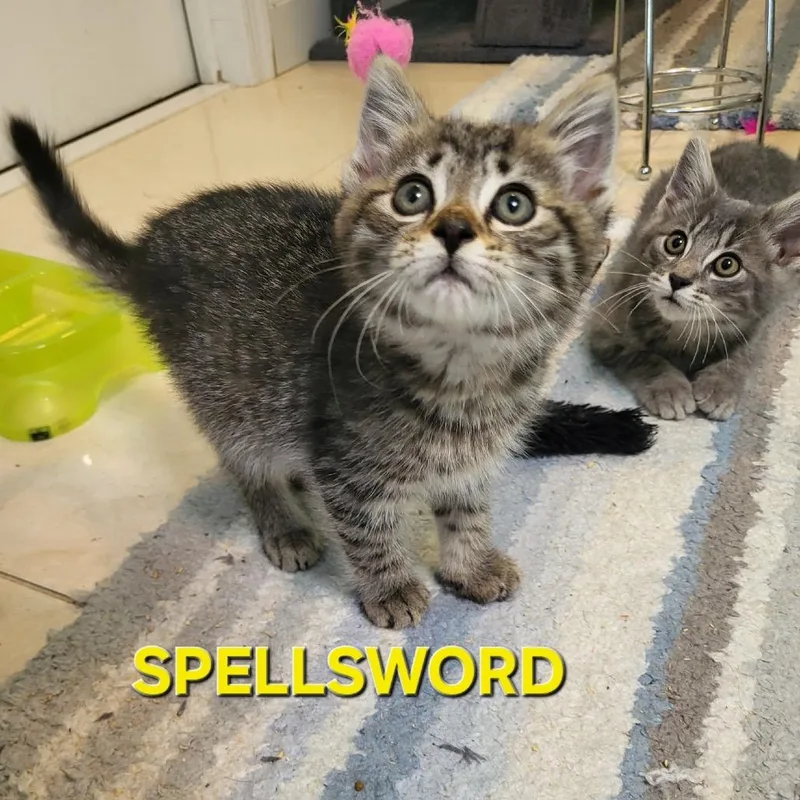 A baby small-sized male Brown / Chocolate Domestic Short Hair cat named The Spellword for adoption in Fredericksburg, VA