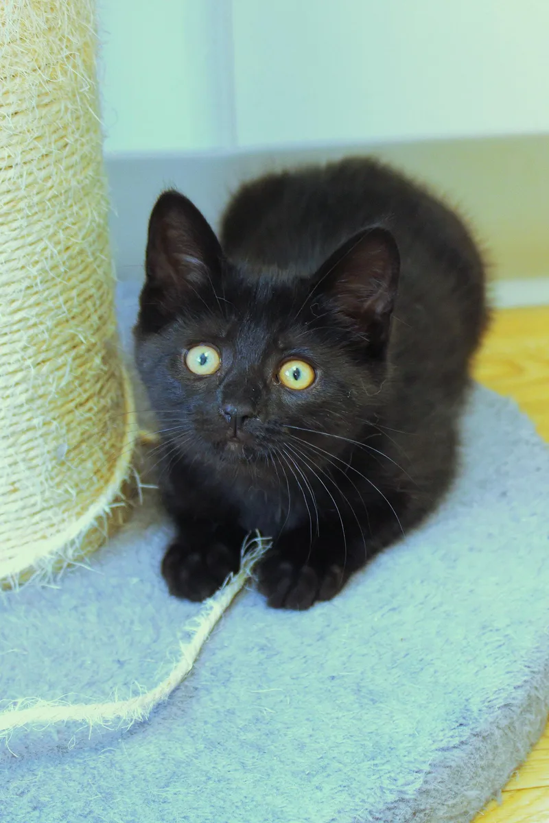 A baby medium-sized female Black Bombay cat named Binkie for adoption in Urbana, OH