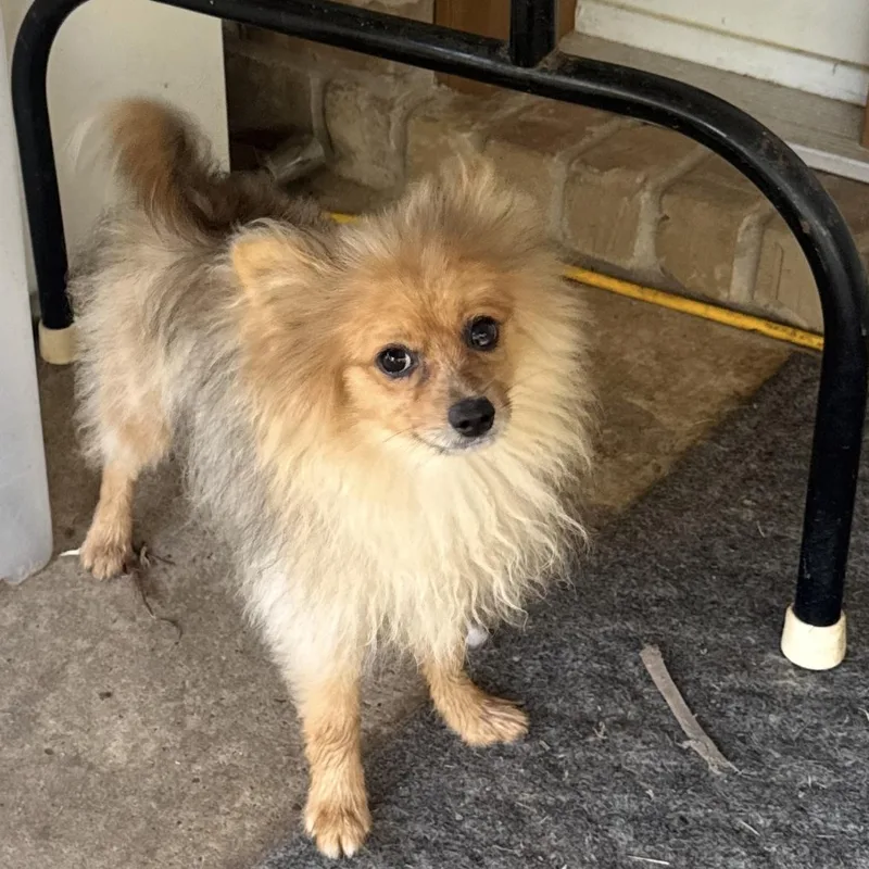 A baby small-sized female Red / Chestnut / Orange Pomeranian dog named Eryn for adoption in Texarkana, TX