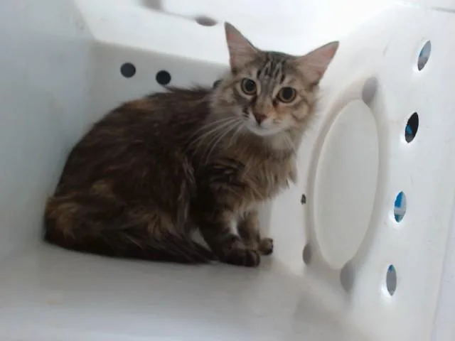 A young large-sized female Domestic Medium Hair cat named Molly for adoption in Albuquerque, NM