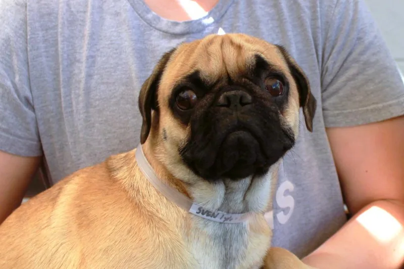 Sven Bonded To Kristoff