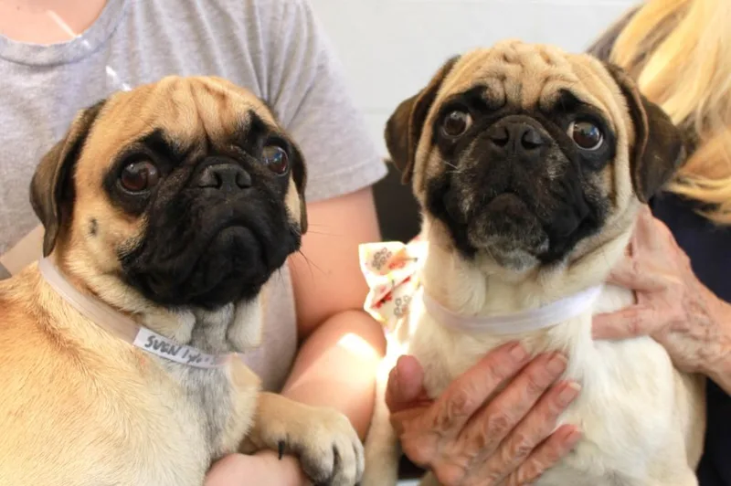 Sven Bonded To Kristoff thumbnail 2