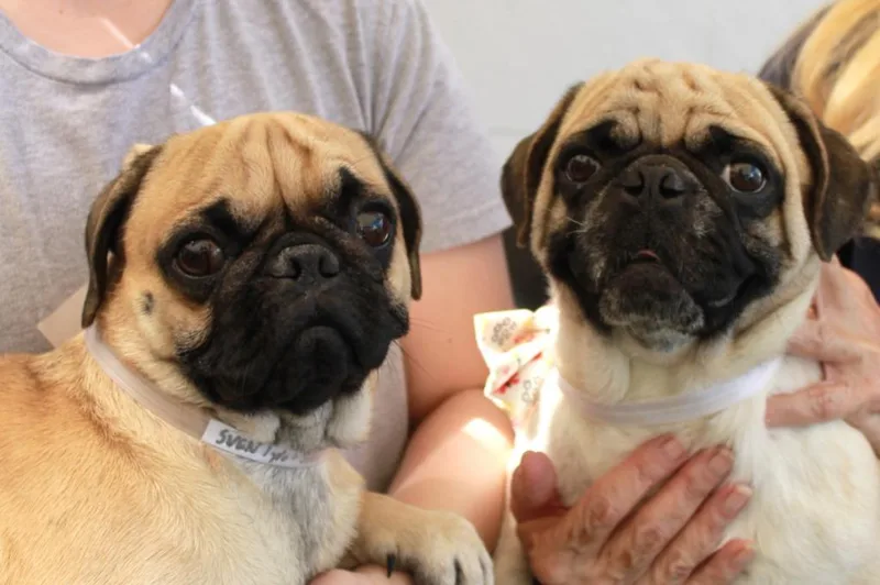 Sven Bonded To Kristoff thumbnail 3