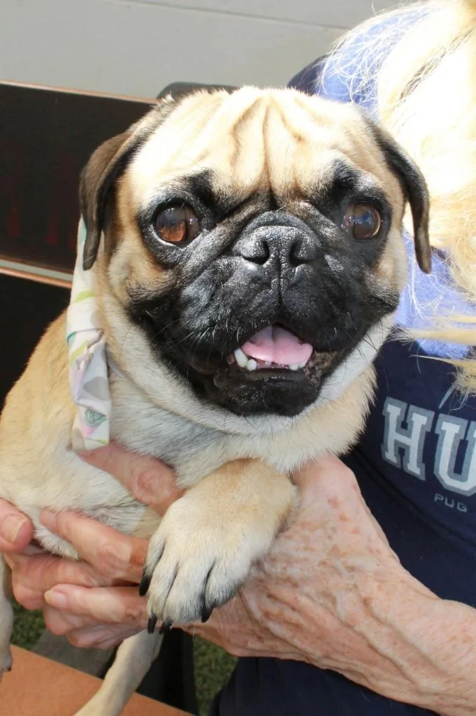 Sven Bonded To Kristoff thumbnail 4