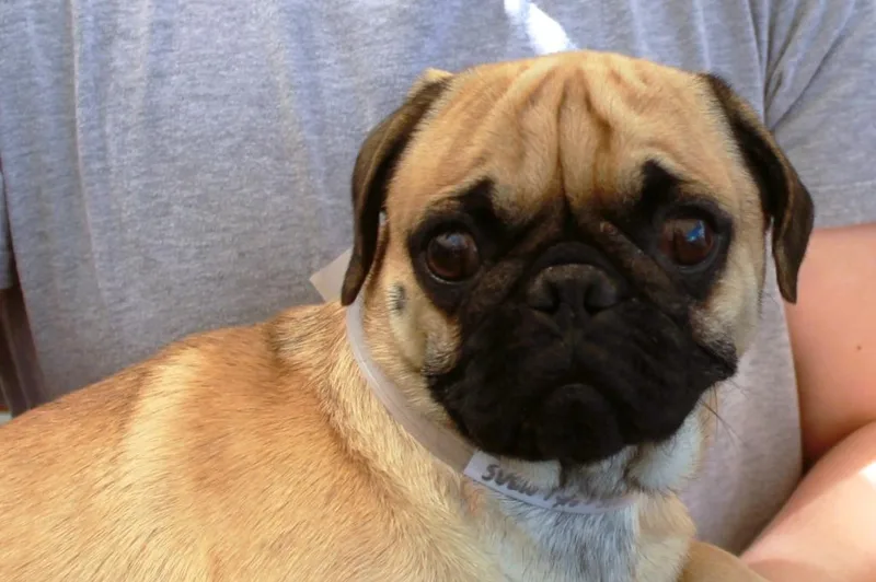 Sven Bonded To Kristoff thumbnail 5