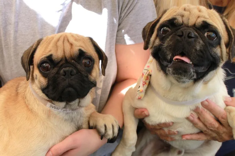 Sven Bonded To Kristoff thumbnail 6