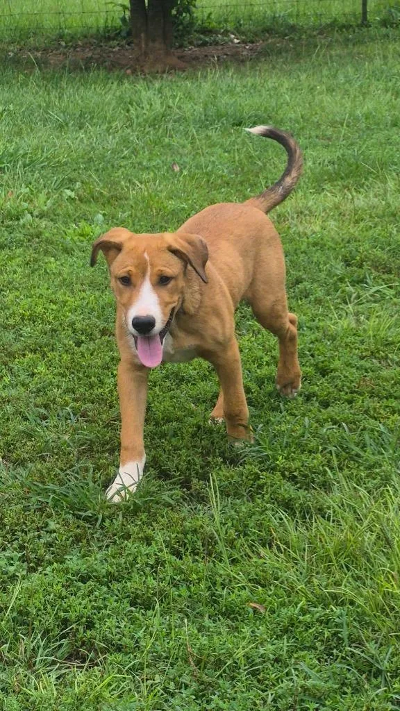 A baby large-sized male Mixed Breed dog named Voxel for adoption in Fond Du Lac, WI
