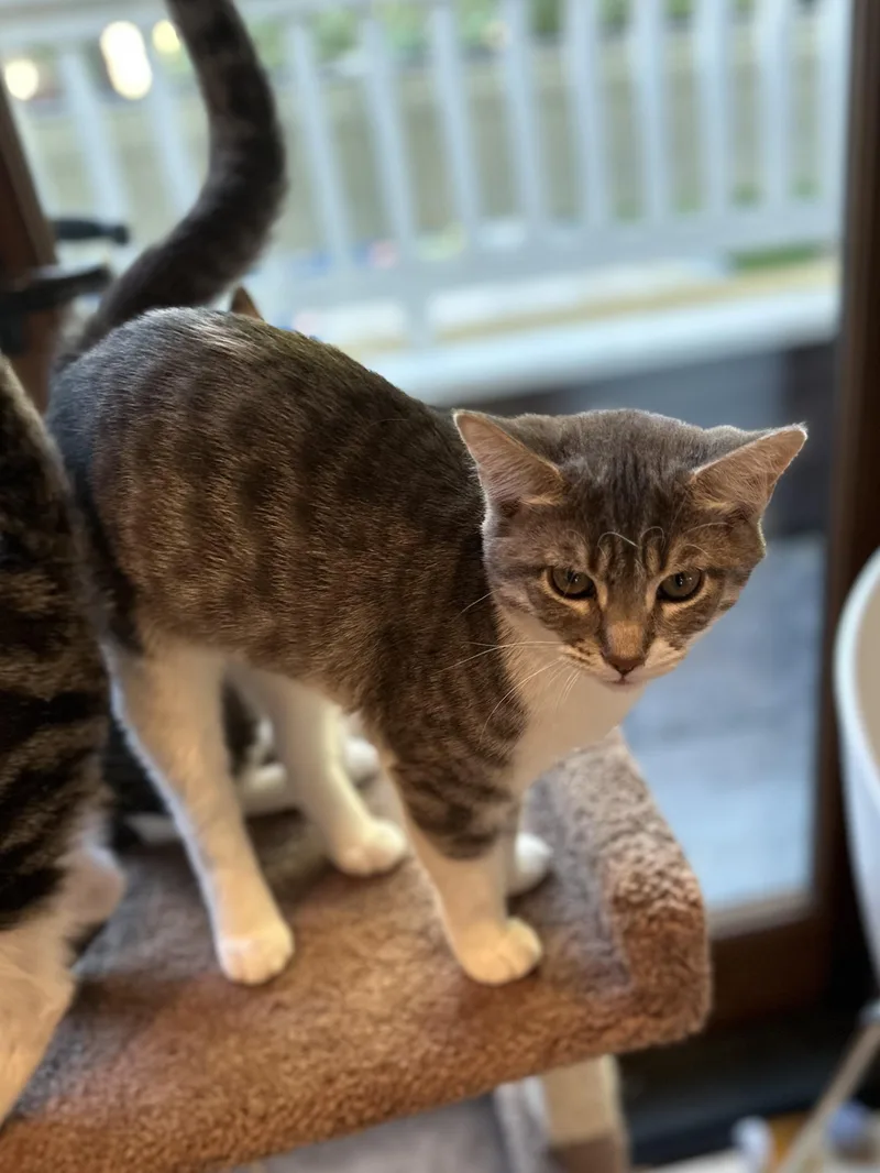 Beatrice thumbnail 2