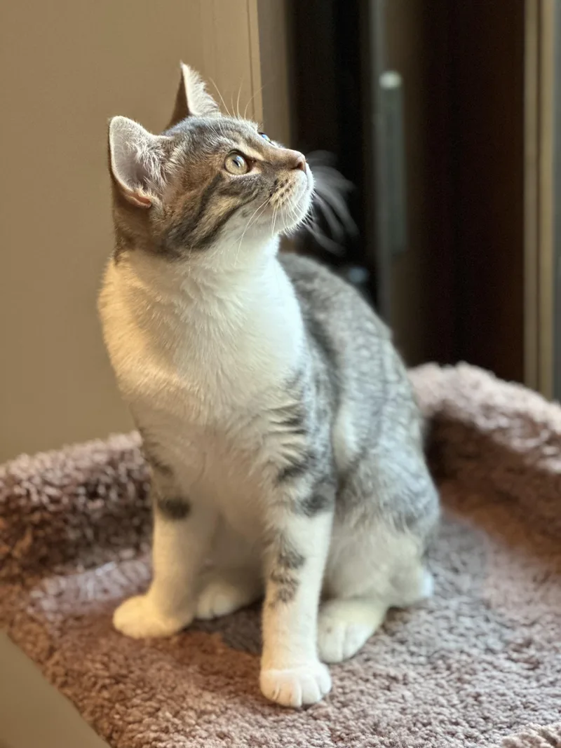 Beatrice thumbnail 3