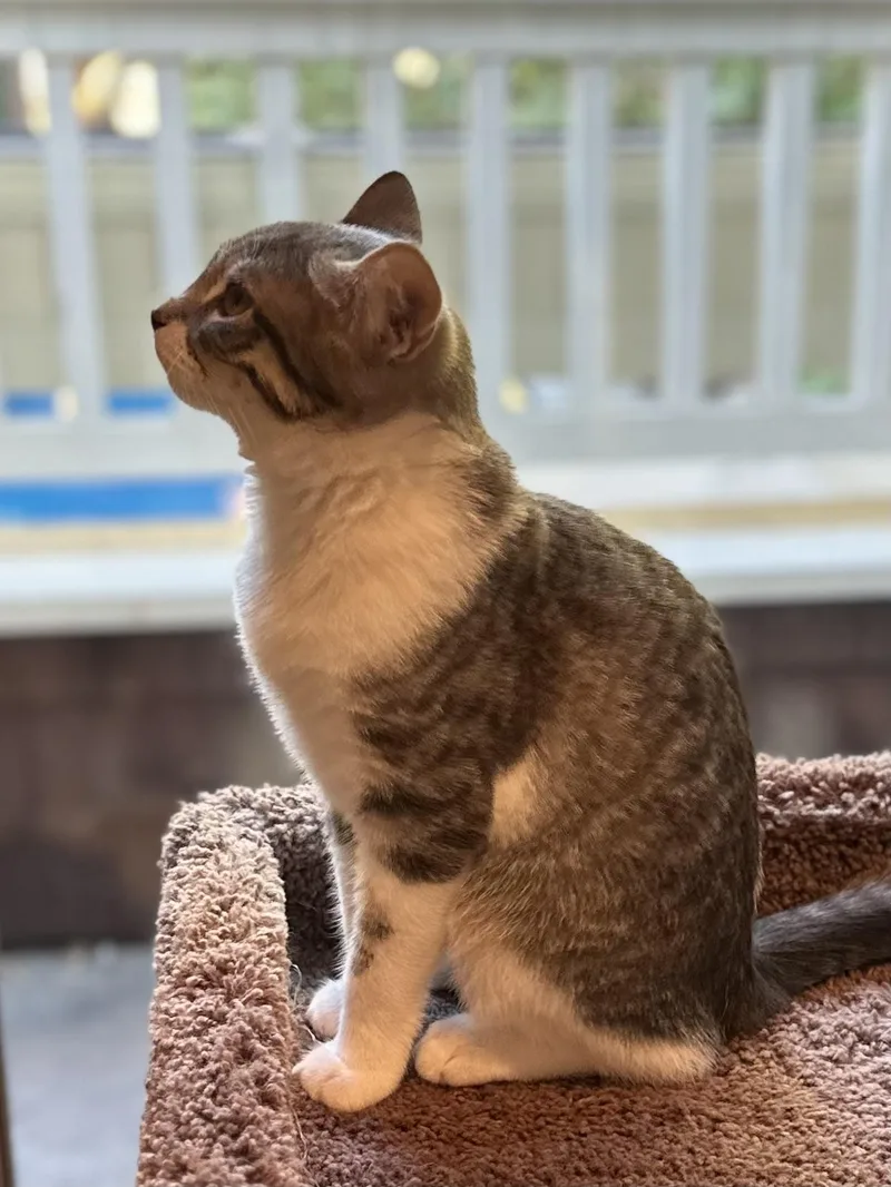 Beatrice thumbnail 4