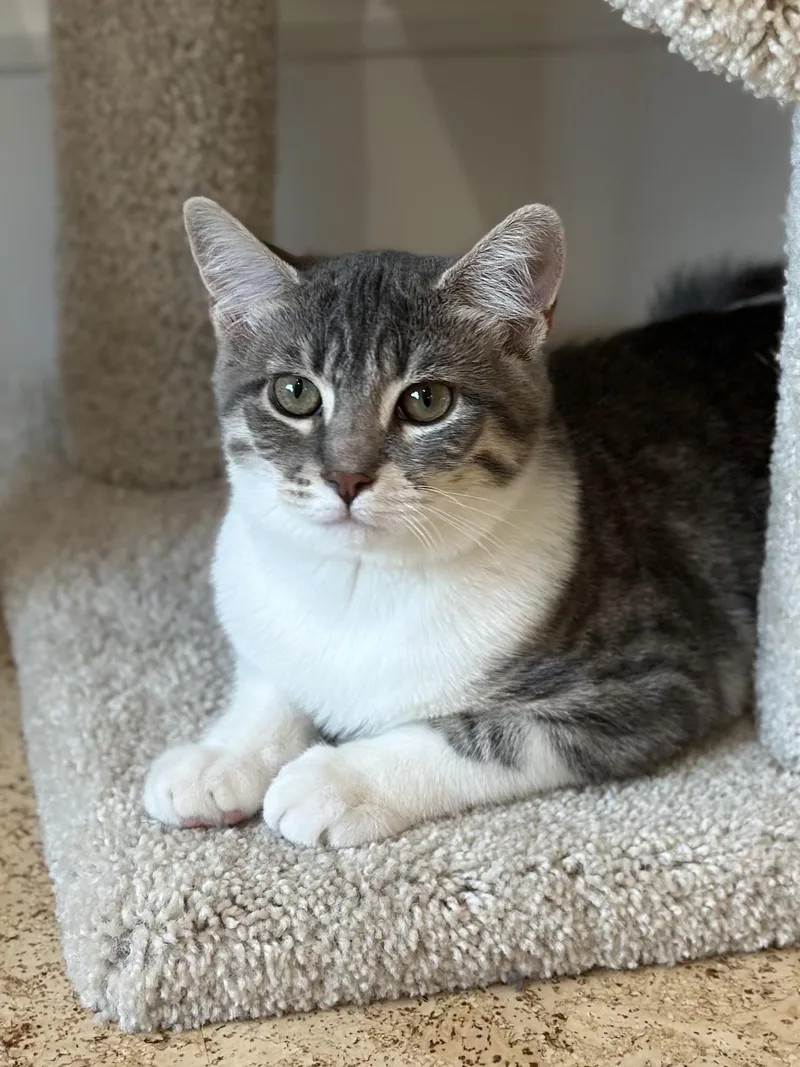 Beatrice thumbnail 5