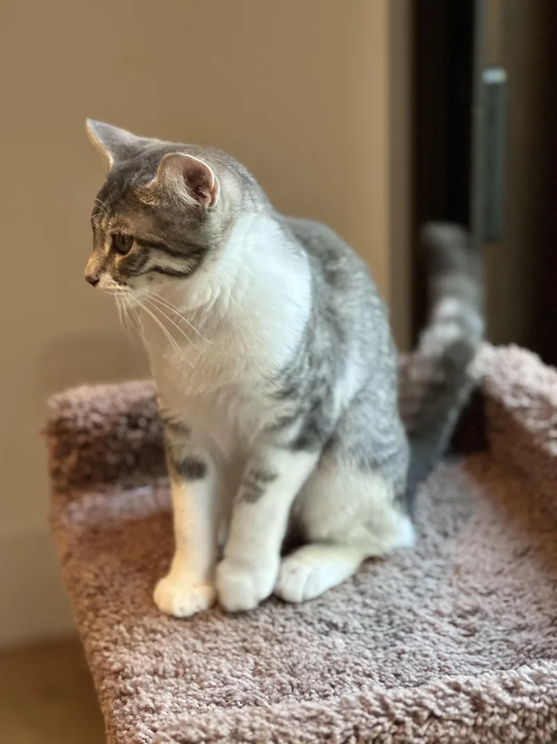 Beatrice thumbnail 6