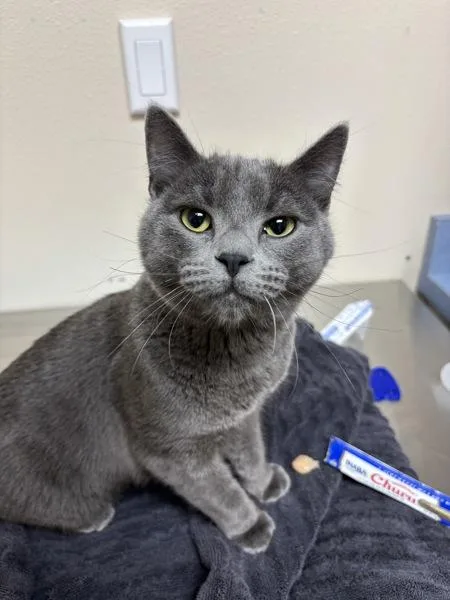A young small-sized female Domestic Short Hair cat named Lulu for adoption in Sherwood, OR