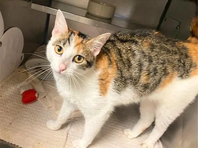 A young small-sized female Domestic Short Hair cat named Sephora for adoption in Fort Wayne, IN