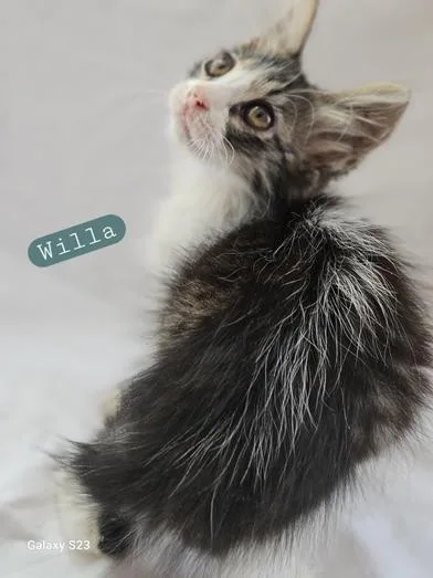 Willa