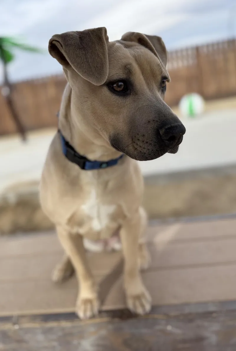 A young small-sized female Pit Bull Terrier dog named Nylah for adoption in Stagecoach, NV