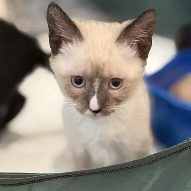 A baby small-sized male Domestic Short Hair cat named Toyota Camry for adoption in Cumming, GA