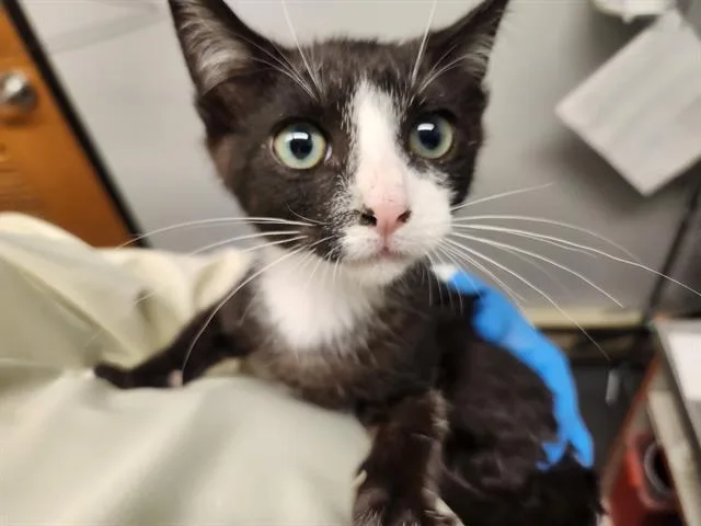 A baby medium-sized male Domestic Short Hair cat named Forte for adoption in Kent, WA