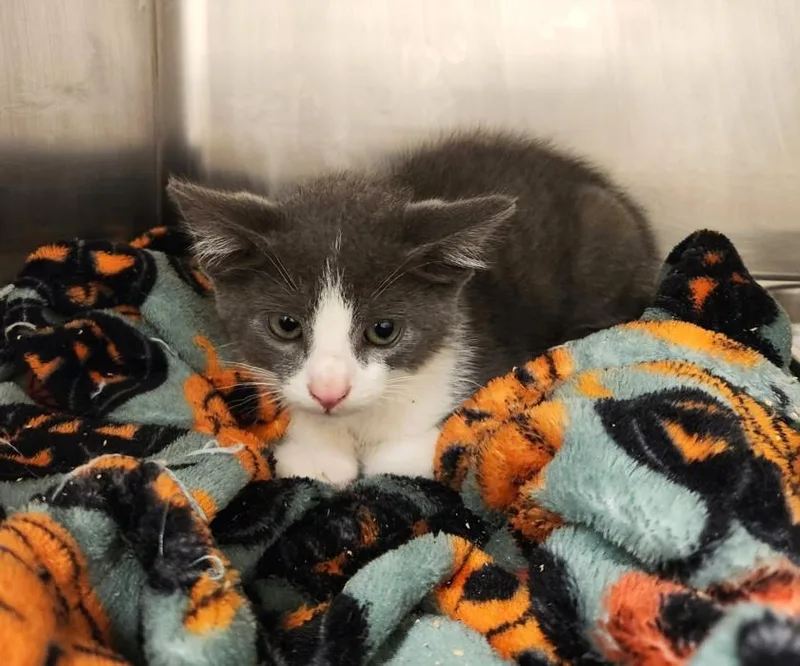 Cinder