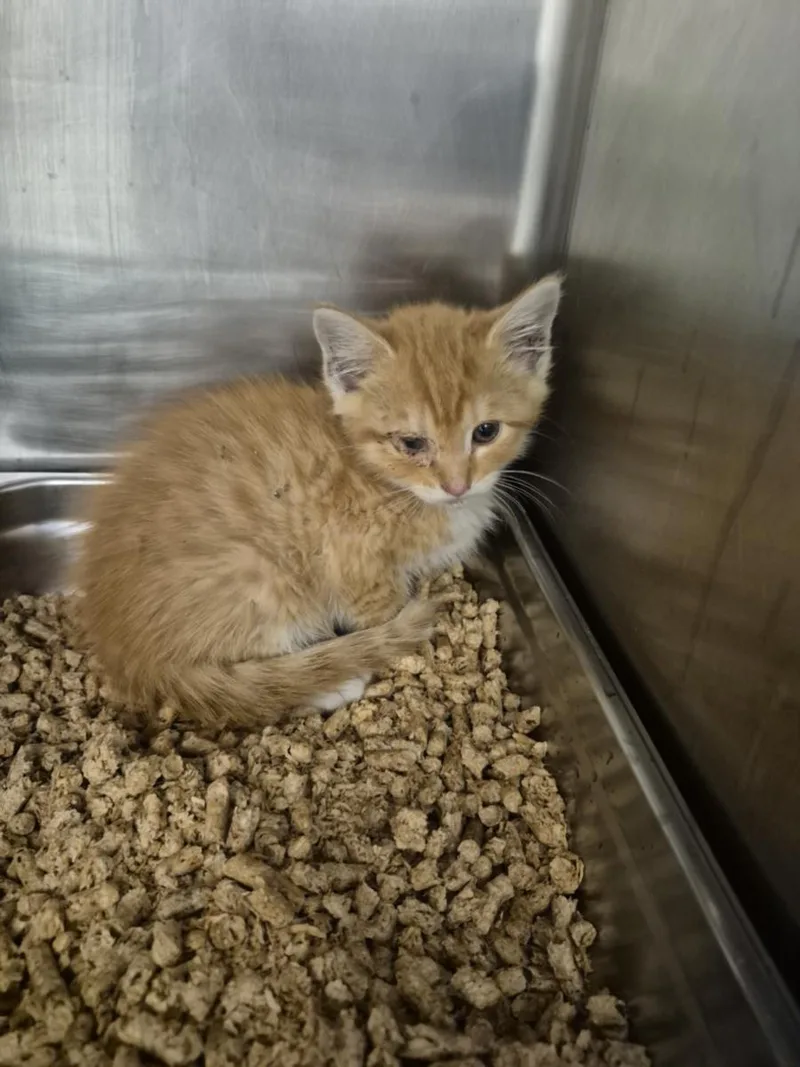 A baby small-sized male Domestic Short Hair cat named Sapling for adoption in Hagerstown, MD