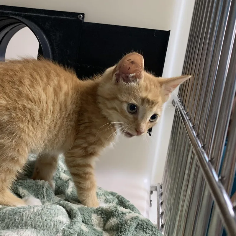 A young medium-sized male Domestic Short Hair cat named Smiley for adoption in Hollister, CA