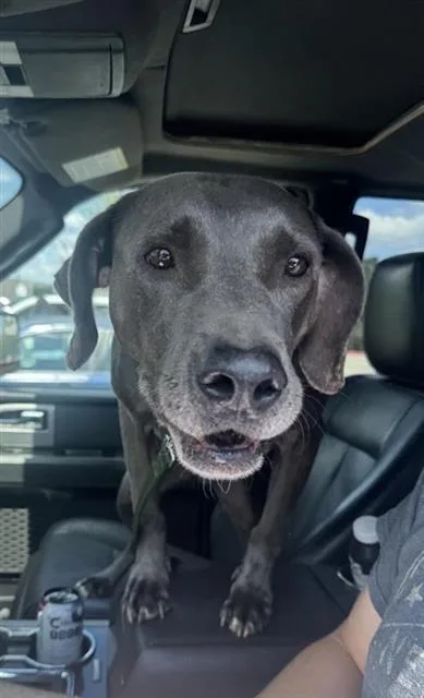 An adult medium-sized male Weimaraner dog named Jaxon for adoption in San Antonio, TX