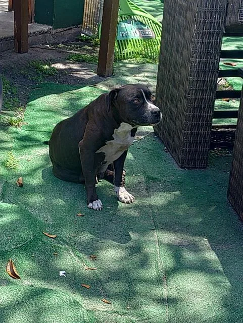 An adult medium-sized female Pit Bull Terrier dog named Michelle for adoption in Fort Lauderdale, FL