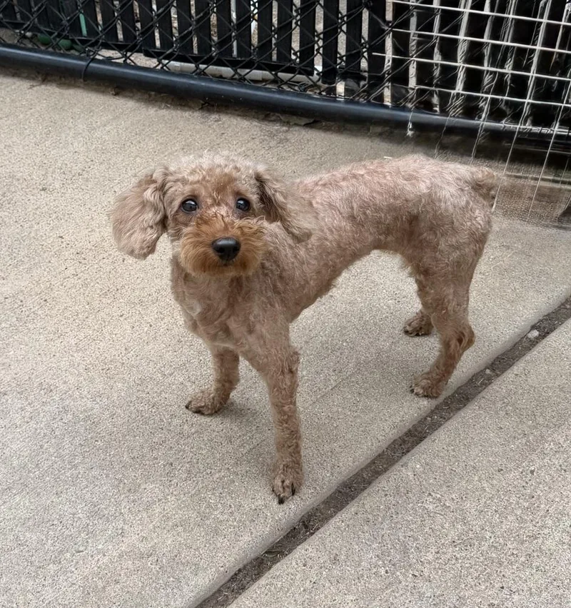 An adult small-sized female Brown / Chocolate Poodle dog named Rarity for adoption in Richmond, TX