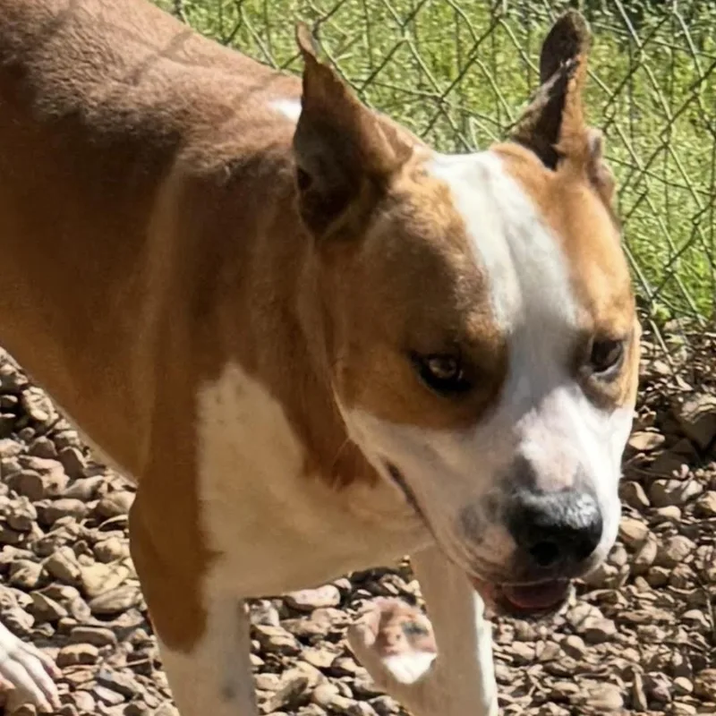 An adult medium-sized male White / Cream Staffordshire Bull Terrier dog named Archer for adoption in Water Valley, MS