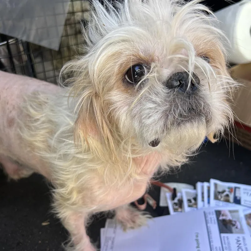 A young small-sized female White / Cream Shih Tzu dog named Sail for adoption in Point Richmond, CA