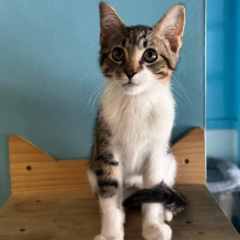A baby small-sized male Gray / Blue / Silver Domestic Short Hair cat named Lil Brutha for adoption in Decatur, GA