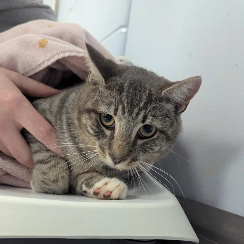 A young medium-sized male Gray / Blue / Silver Domestic Short Hair cat named Bagheera for adoption in Indianapolis, IN