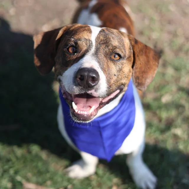 An adult medium-sized male Terrier dog named Atheo for adoption in San Antonio, TX