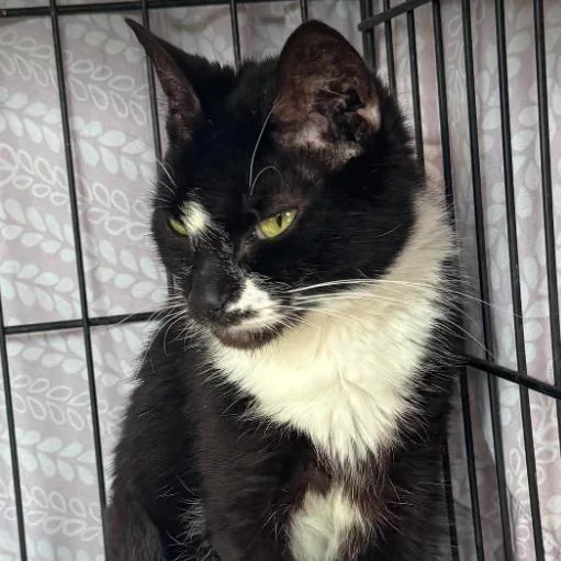 An adult medium-sized female Black Domestic Short Hair cat named Cadet for adoption in Gordonsville, TN