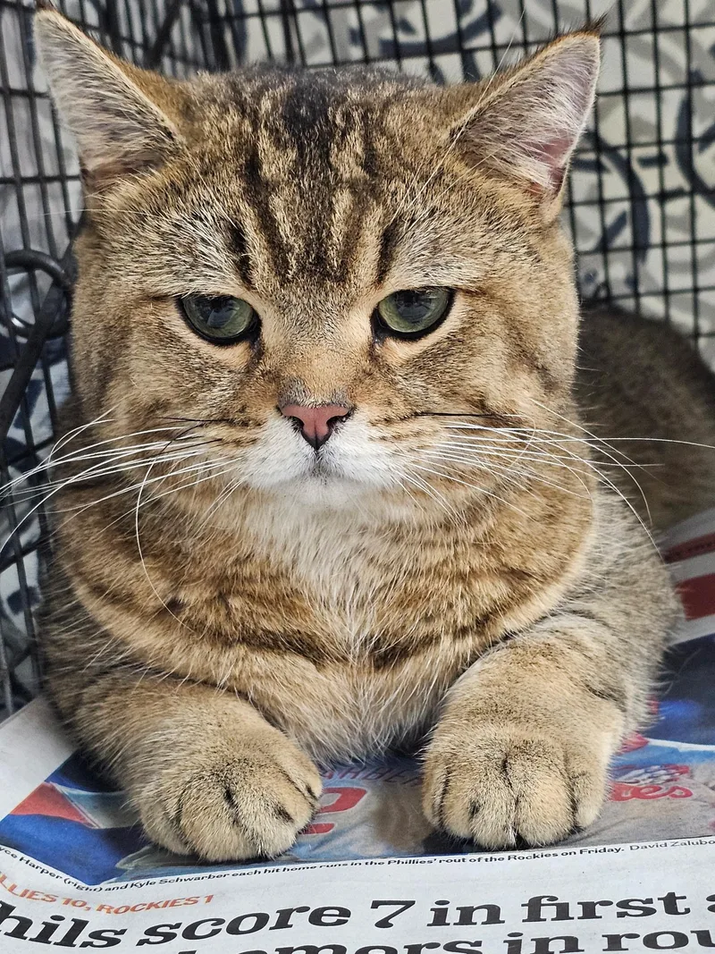 A young medium-sized male Tabby (Buff / Tan / Fawn) British Shorthair cat named Leo for adoption in Churchville, PA