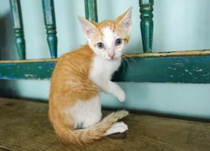 A baby small-sized male Domestic Short Hair cat named Tilapia for adoption in San Antonio, TX