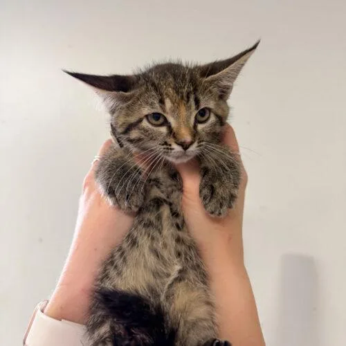 Melted Yellow Crayon