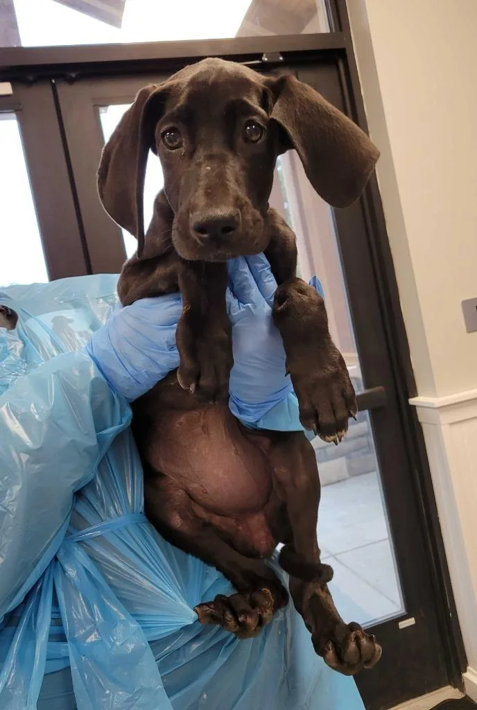 A baby large-sized female Great Dane dog named Graham Cracker for adoption in Chillicothe, OH