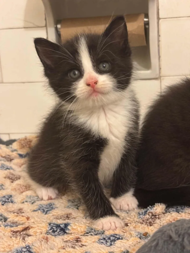 A baby medium-sized male Black Domestic Short Hair cat named Jasper for adoption in Pittsburgh, PA