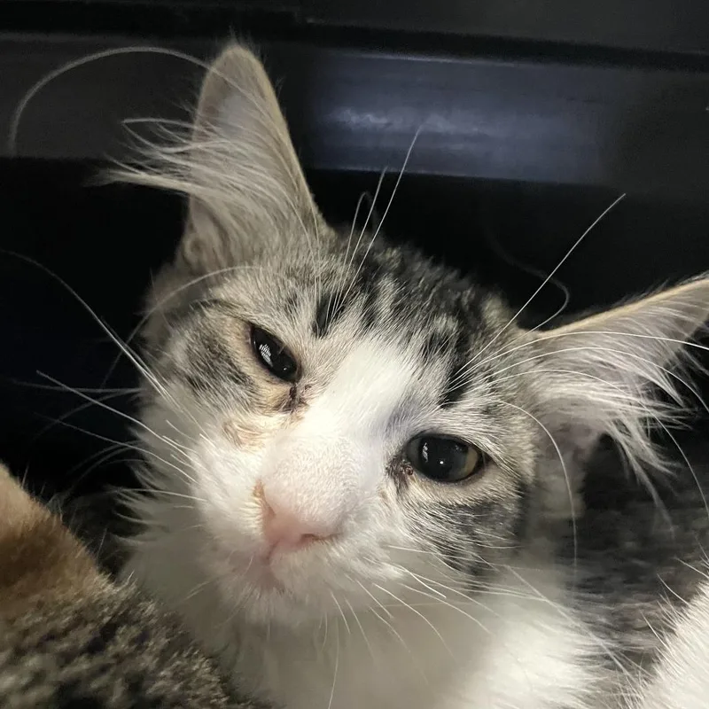 A baby small-sized female Gray / Blue / Silver Domestic Short Hair cat named Glover for adoption in Carencro, LA