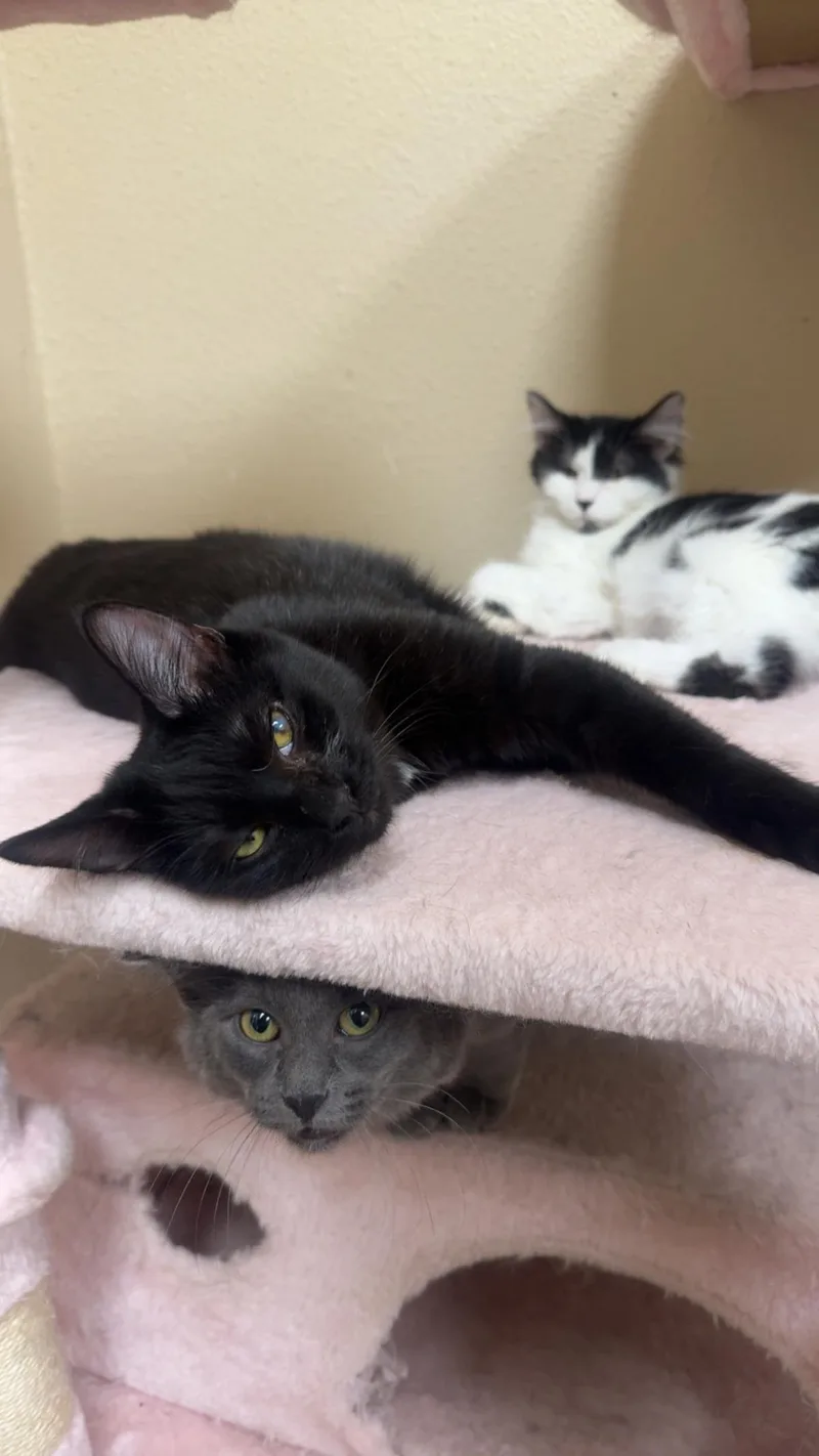 A baby small-sized male Black Domestic Short Hair cat named Pepper Katze for adoption in Chandler, AZ