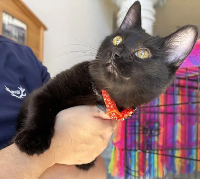 Pepper Katze thumbnail 2