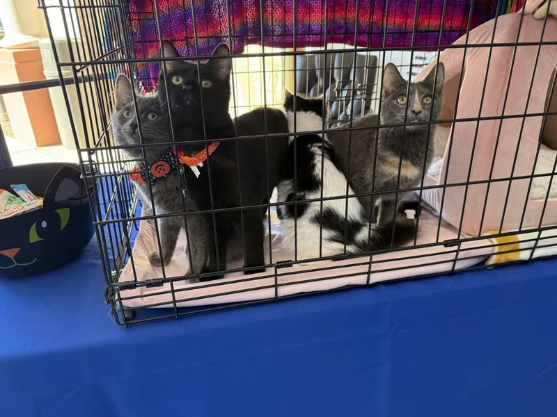 Pepper Katze thumbnail 3