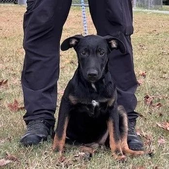 A baby medium-sized female Shepherd dog named Tassy for adoption in Bartlett, TN