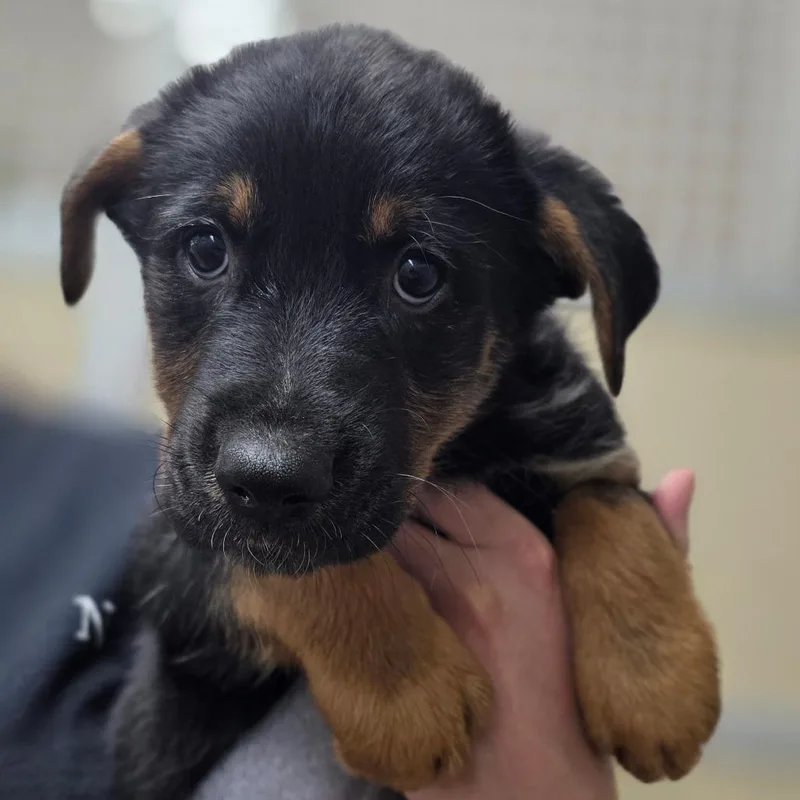 Lavender thumbnail 2