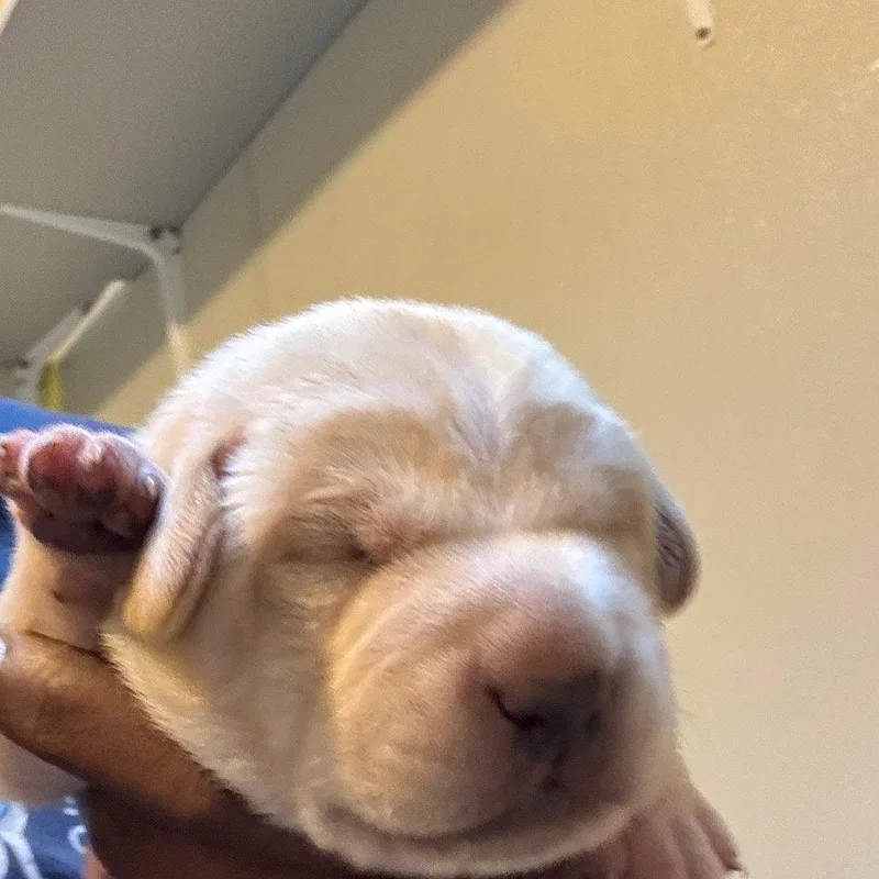 A baby small-sized male Terrier dog named Vermicelli for adoption in Dallas, TX